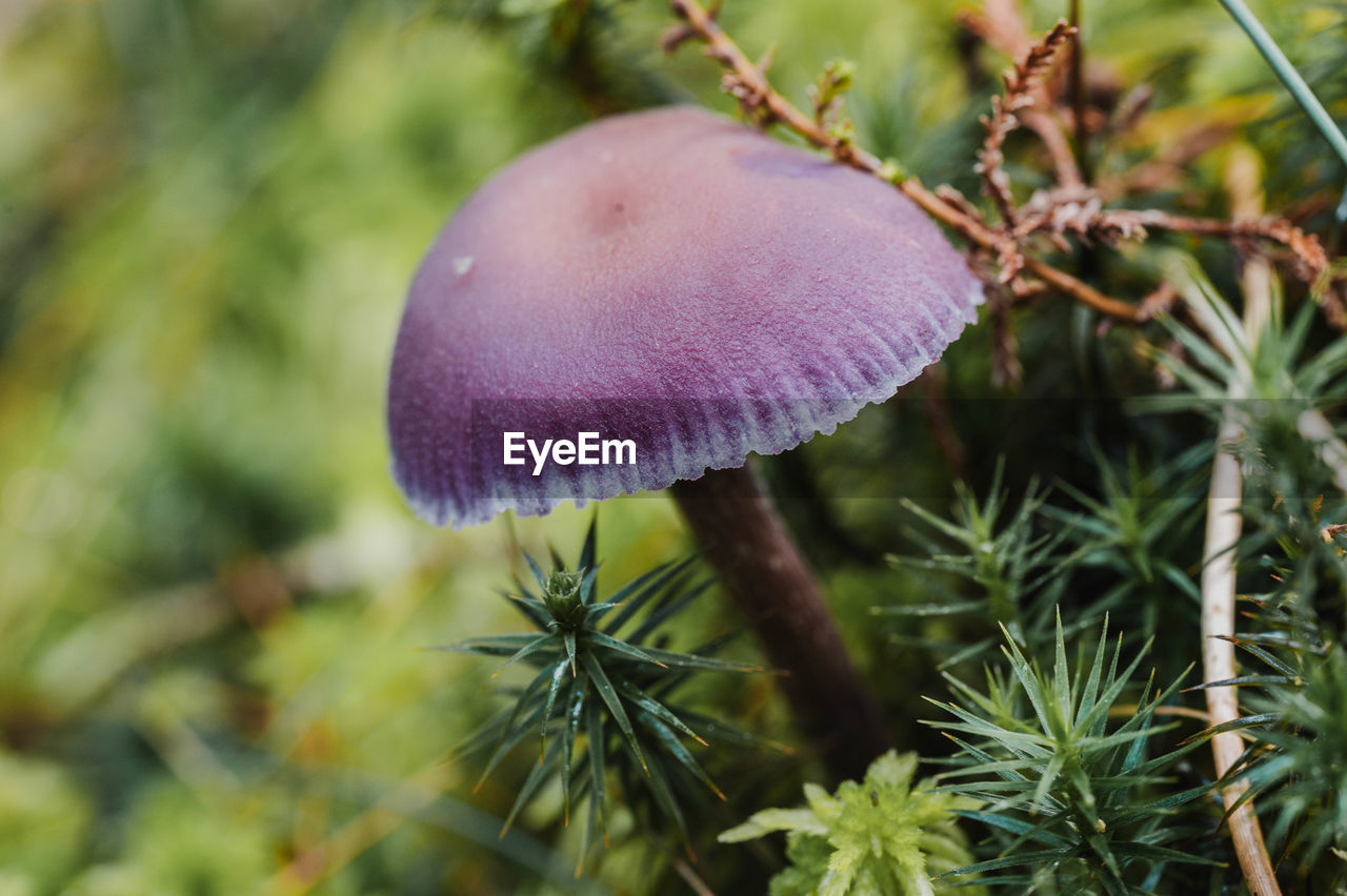 close-up of mushrooms growing on field