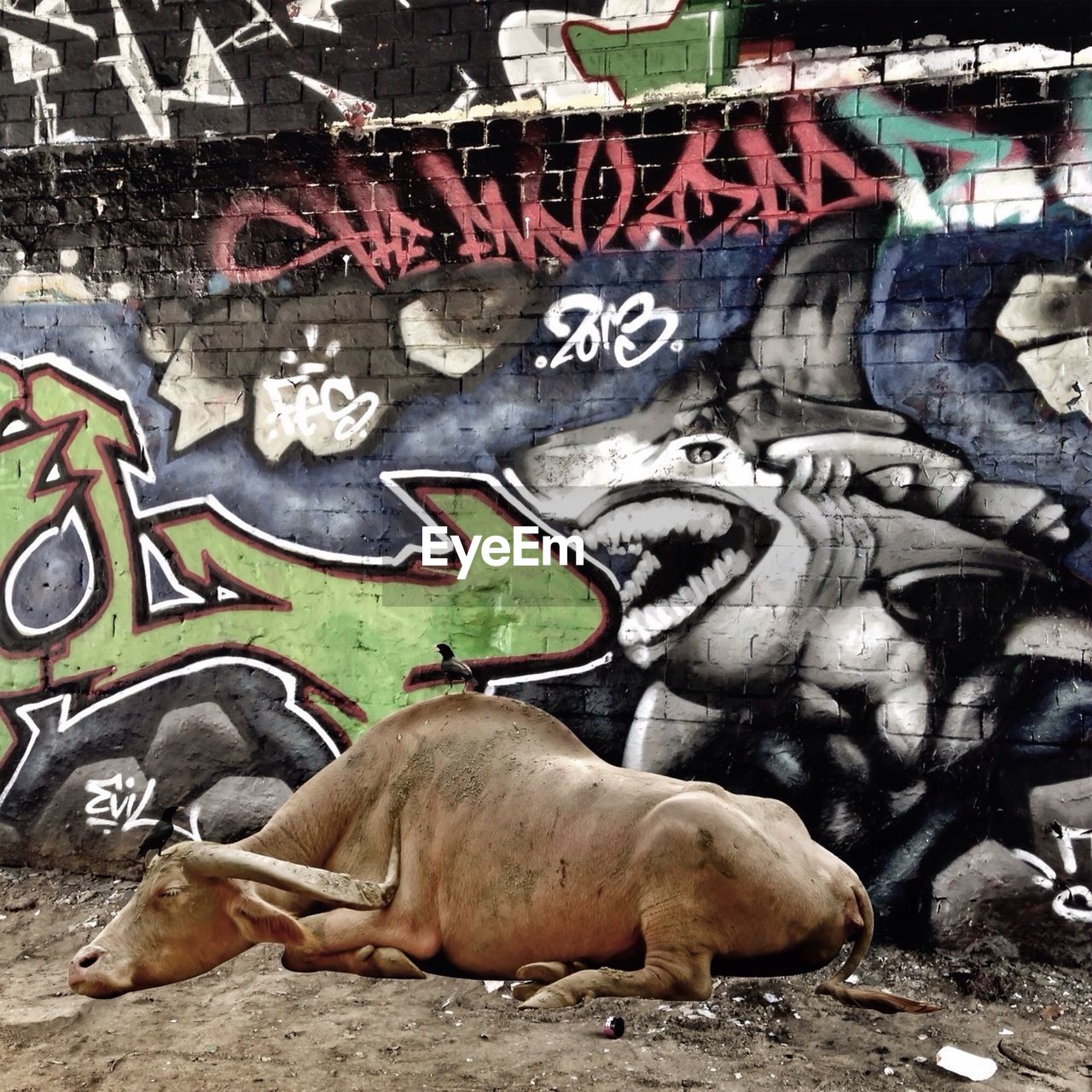 graffiti, art and craft, day, animal themes, outdoors, no people, mammal, close-up