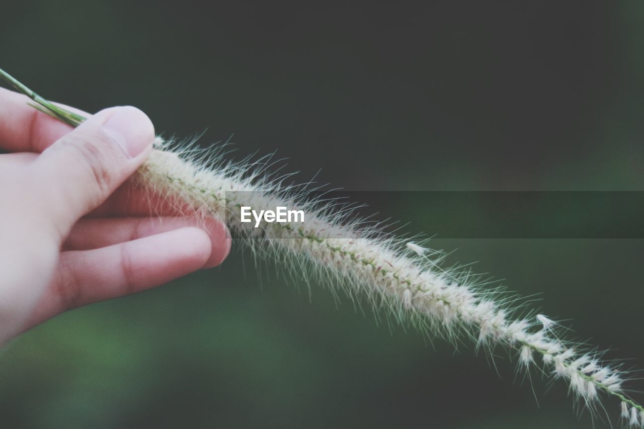 Close-up of person holding leaf