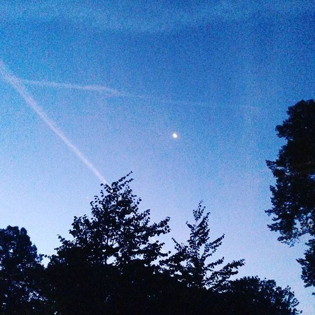 LOW ANGLE VIEW OF TREES AGAINST SKY