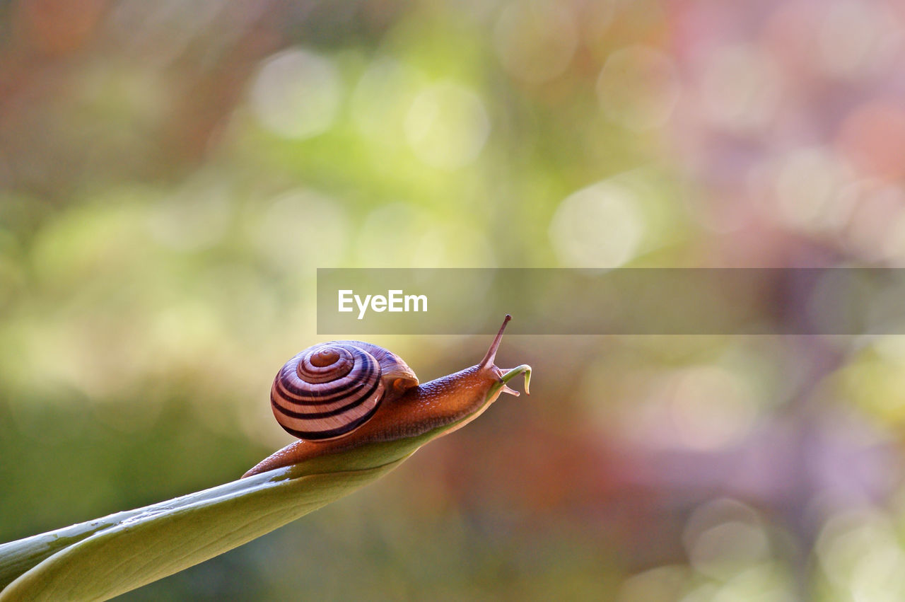 Close-up of snail