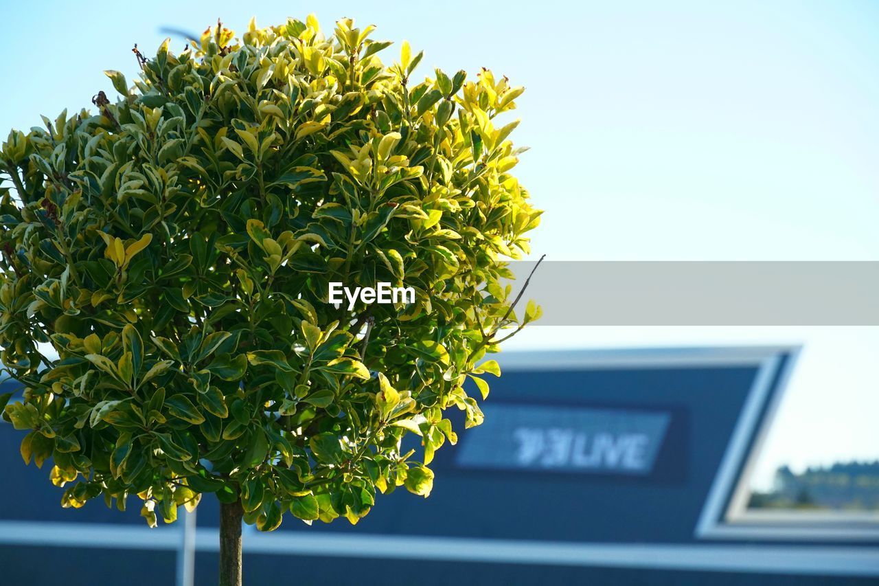 LOW ANGLE VIEW OF PLANT AGAINST SKY