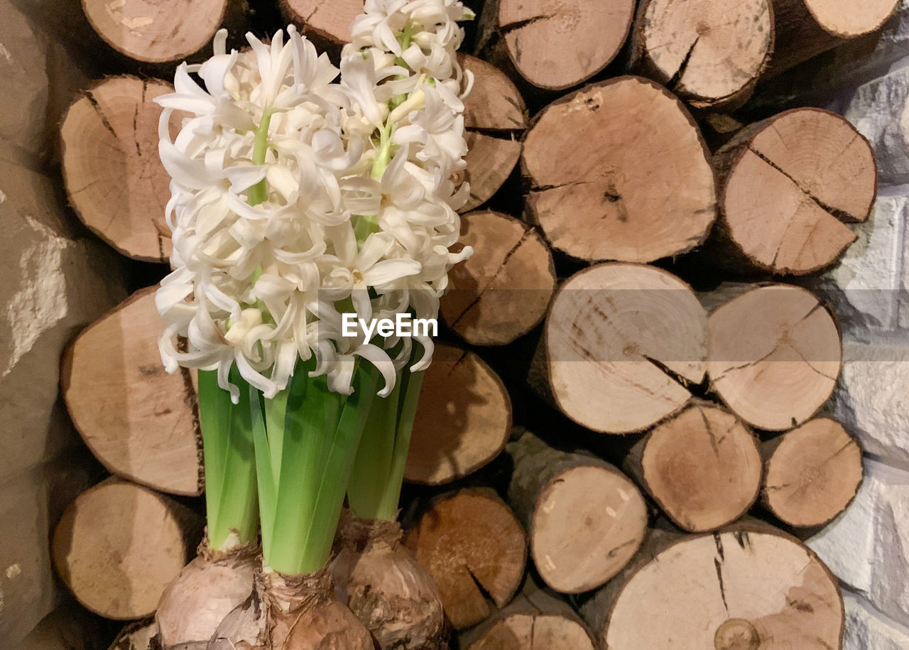 plant, nature, flower, flowering plant, wood, arrangement, no people, close-up, large group of objects, beauty in nature, tree, timber, freshness, log, abundance, fragility, outdoors, flower head, floristry, white