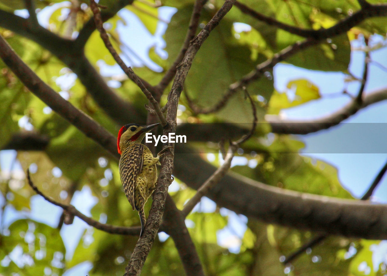 BIRD PERCHING ON A TREE