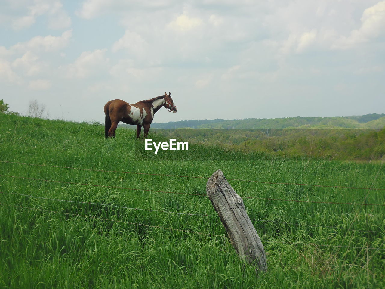 HORSE STANDING ON FIELD