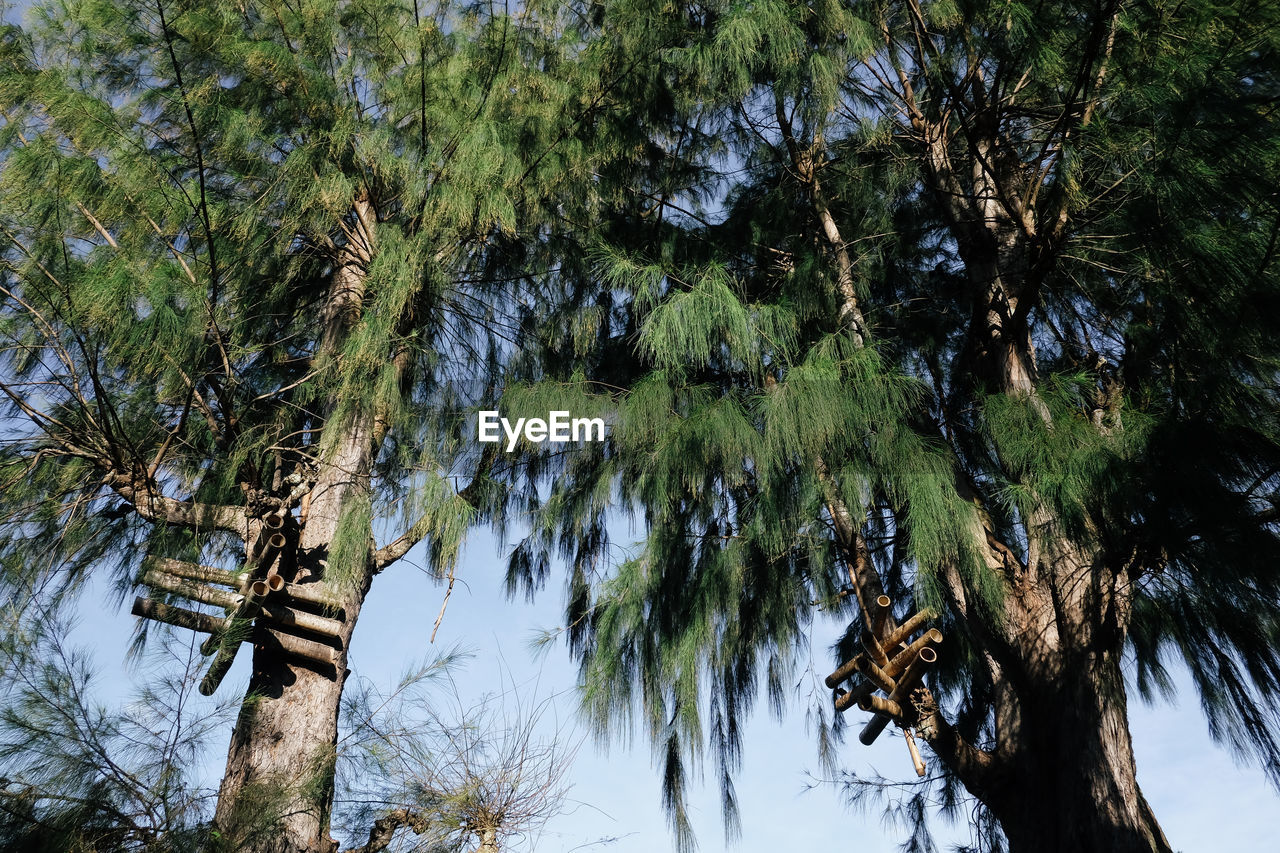 Low angle view of trees