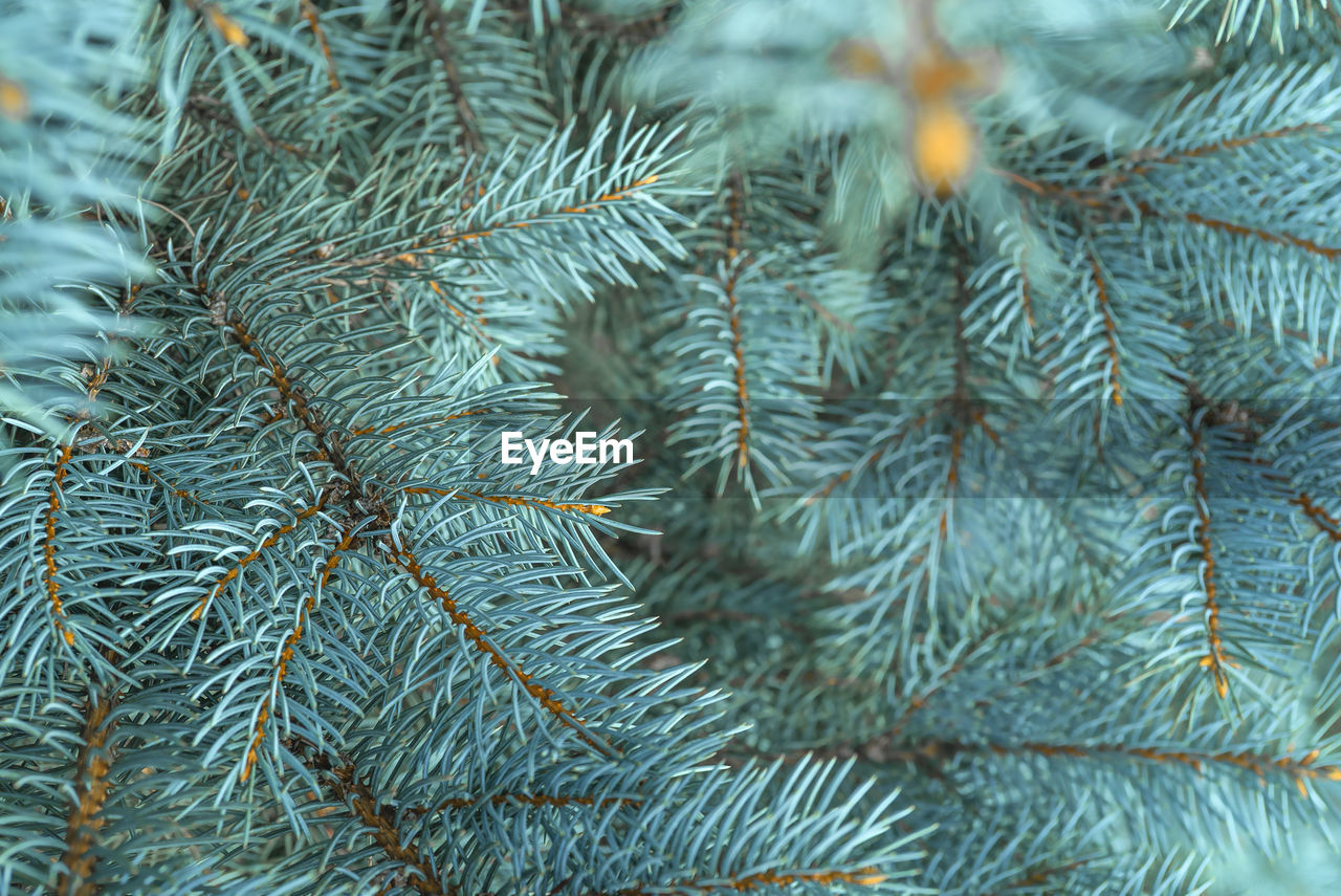 detail shot of pine tree