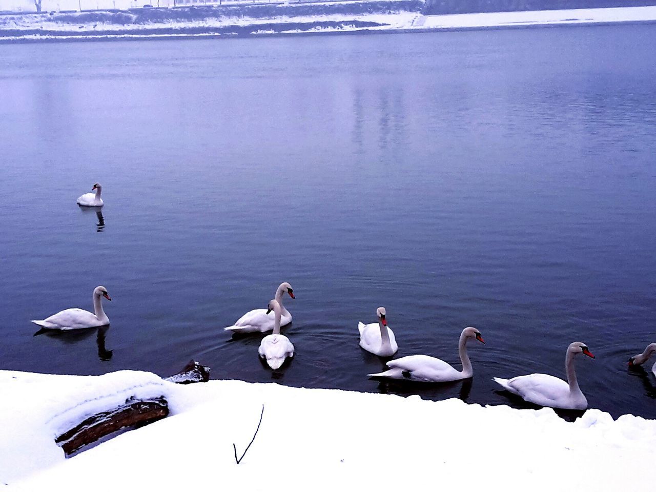 SEAGULLS AND SWANS IN LAKE