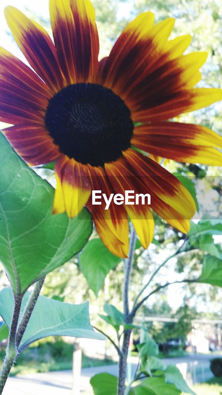 CLOSE-UP OF SUNFLOWER AGAINST PLANT