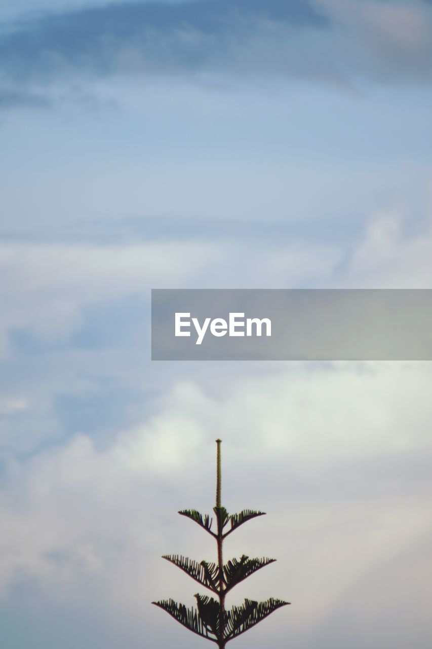 Low angle view of tree against sky