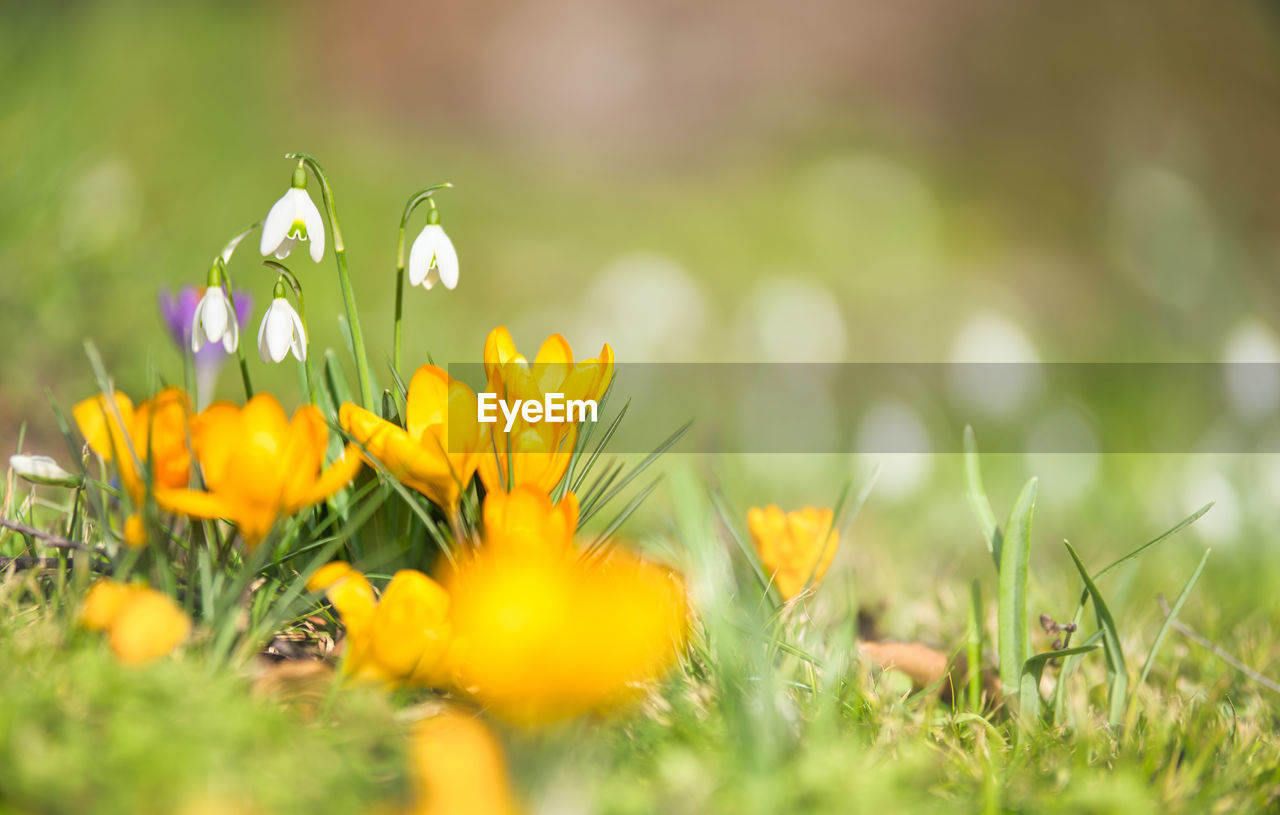 Close-up of yellow spring flowering plant on field