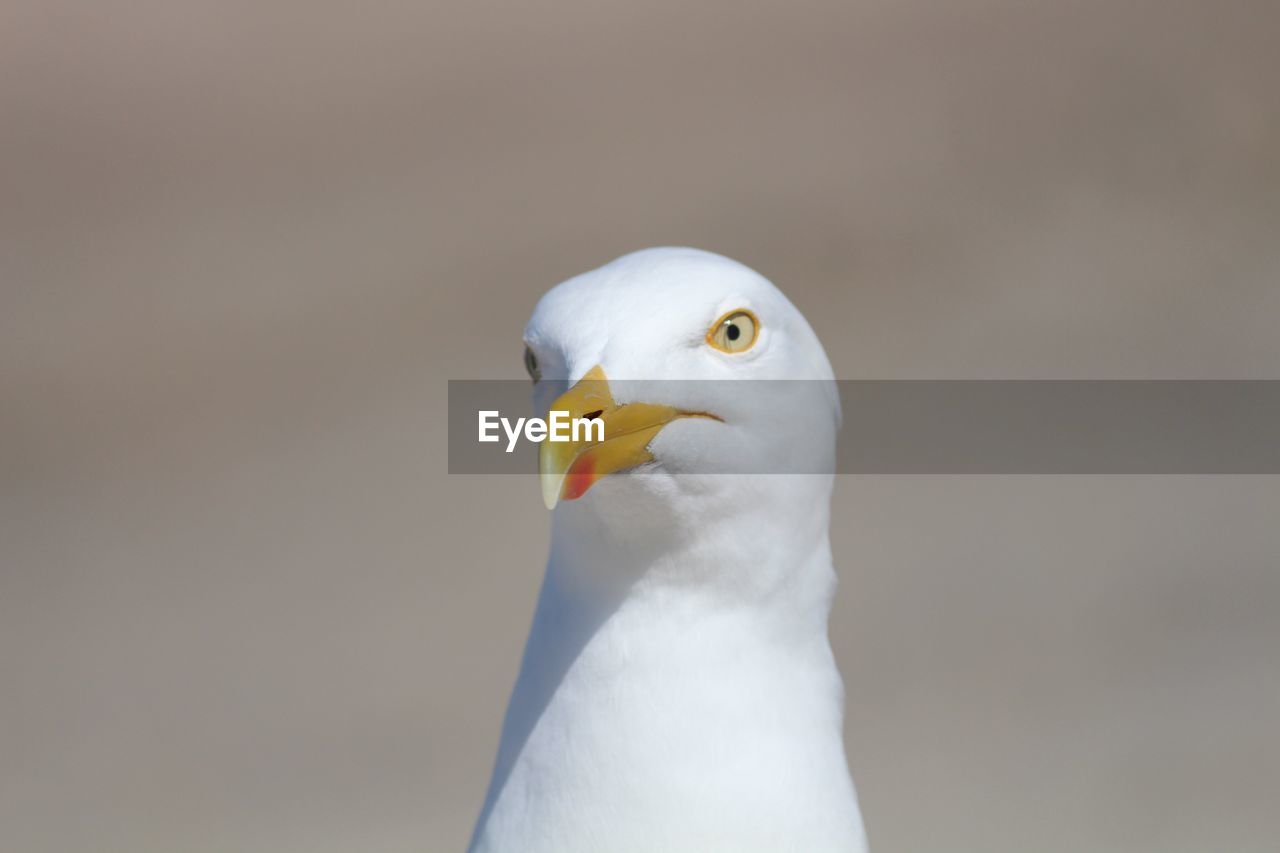 CLOSE-UP OF SEAGULL AGAINST BLURRED BACKGROUND