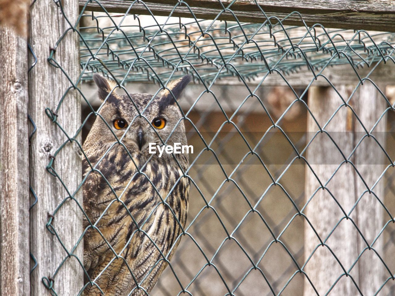 Portrait of owl in cage at zoo