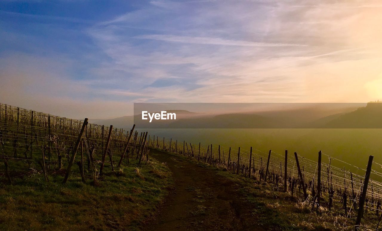 WOODEN FENCE IN VINEYARD AGAINST SKY