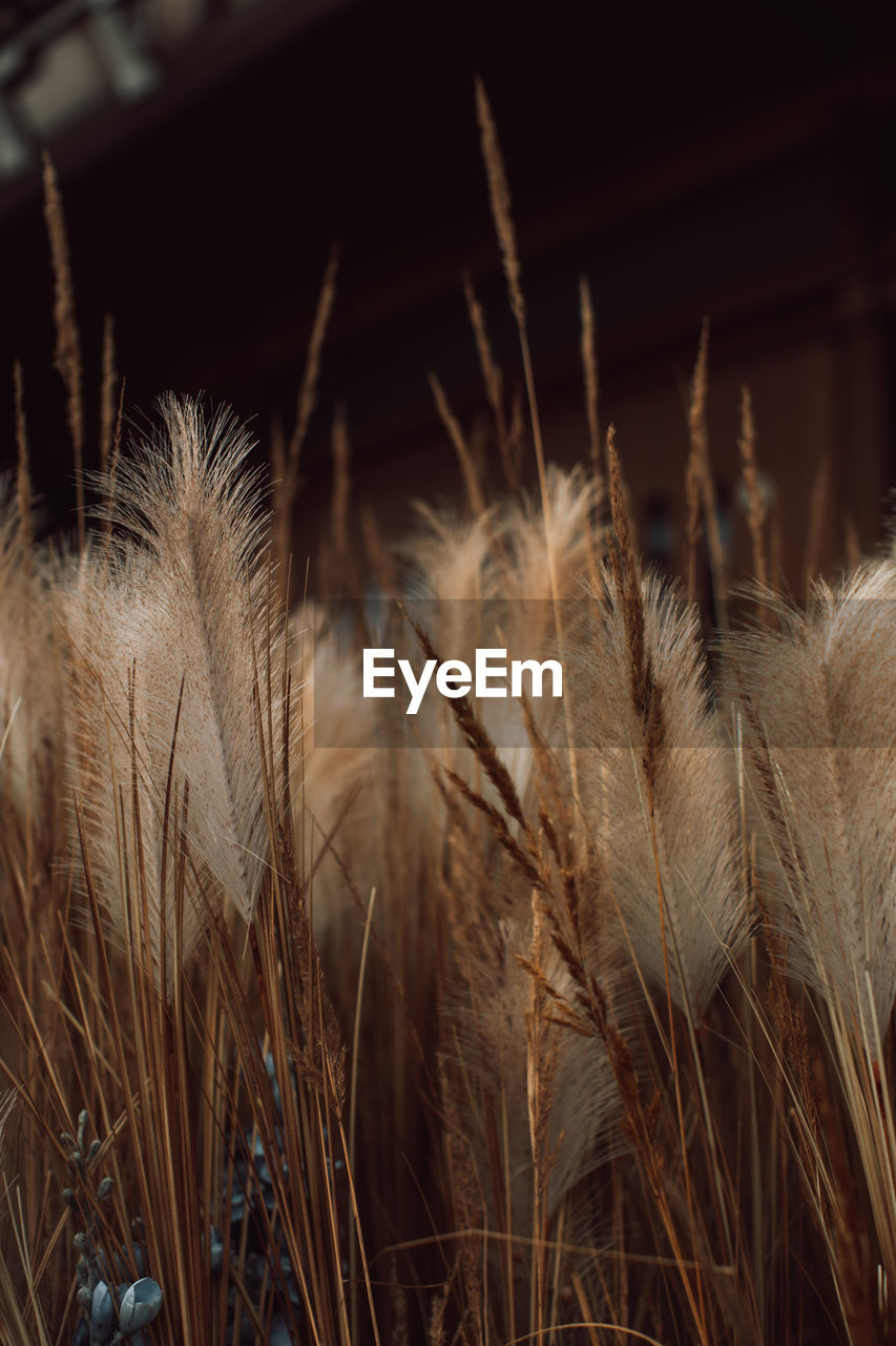 Autumn golden dry plant. natural organic autumnal background. the time of harvest.  thanksgiving.