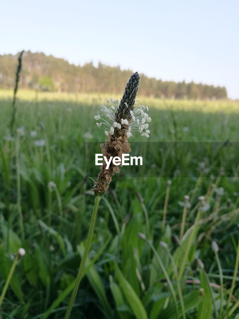 CLOSE-UP OF BUTTERFLY ON LAND