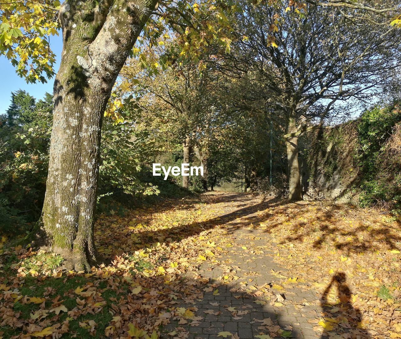 TREES AND PLANTS IN PARK DURING AUTUMN