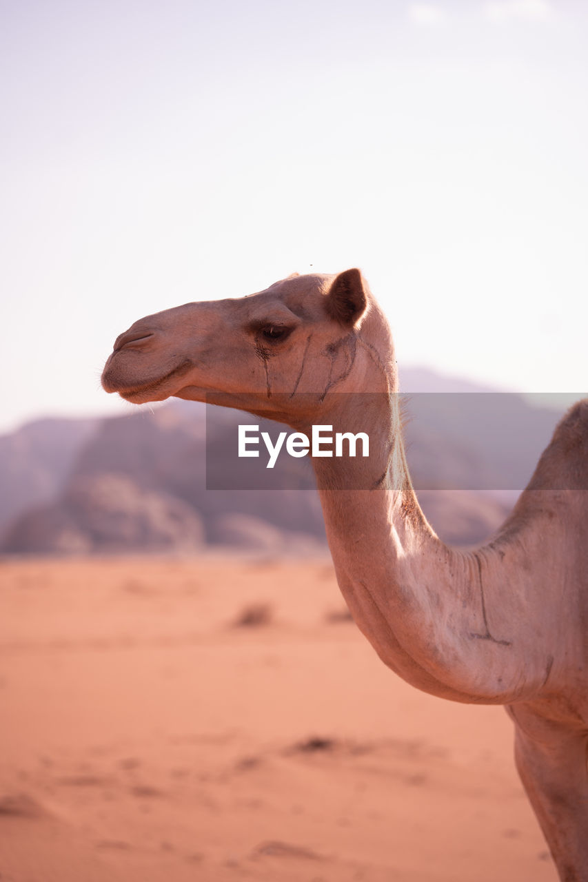 camels standing at desert