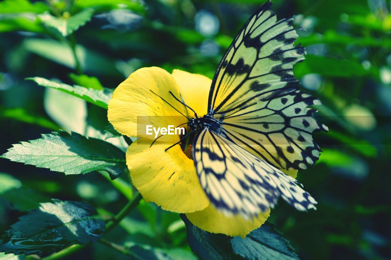 BUTTERFLY PERCHING ON YELLOW FLOWER