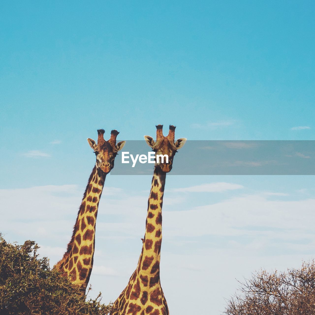 Giraffes in forest against sky