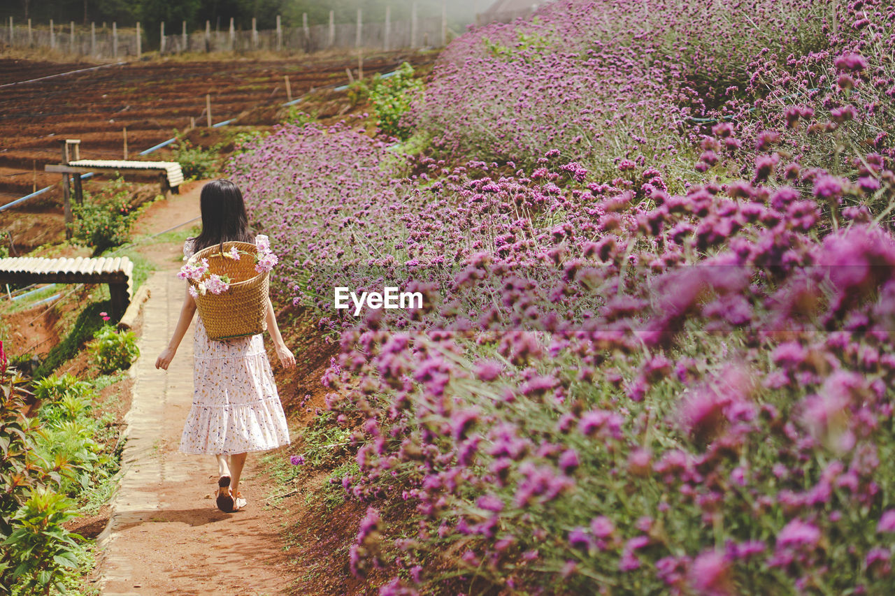 Girl and lavender field