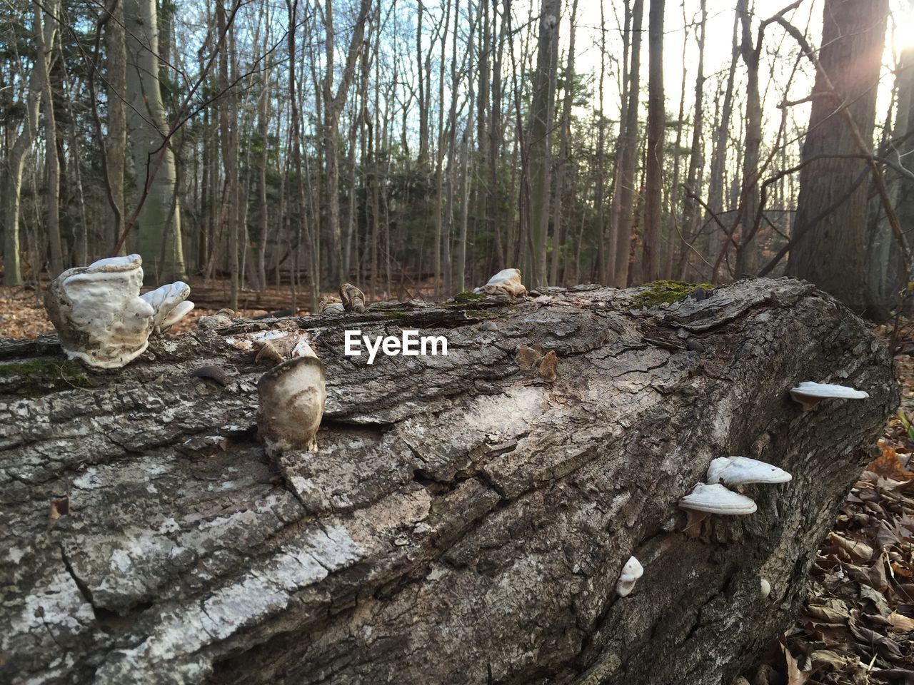 Close-up of mushrooms on fallen log in forest