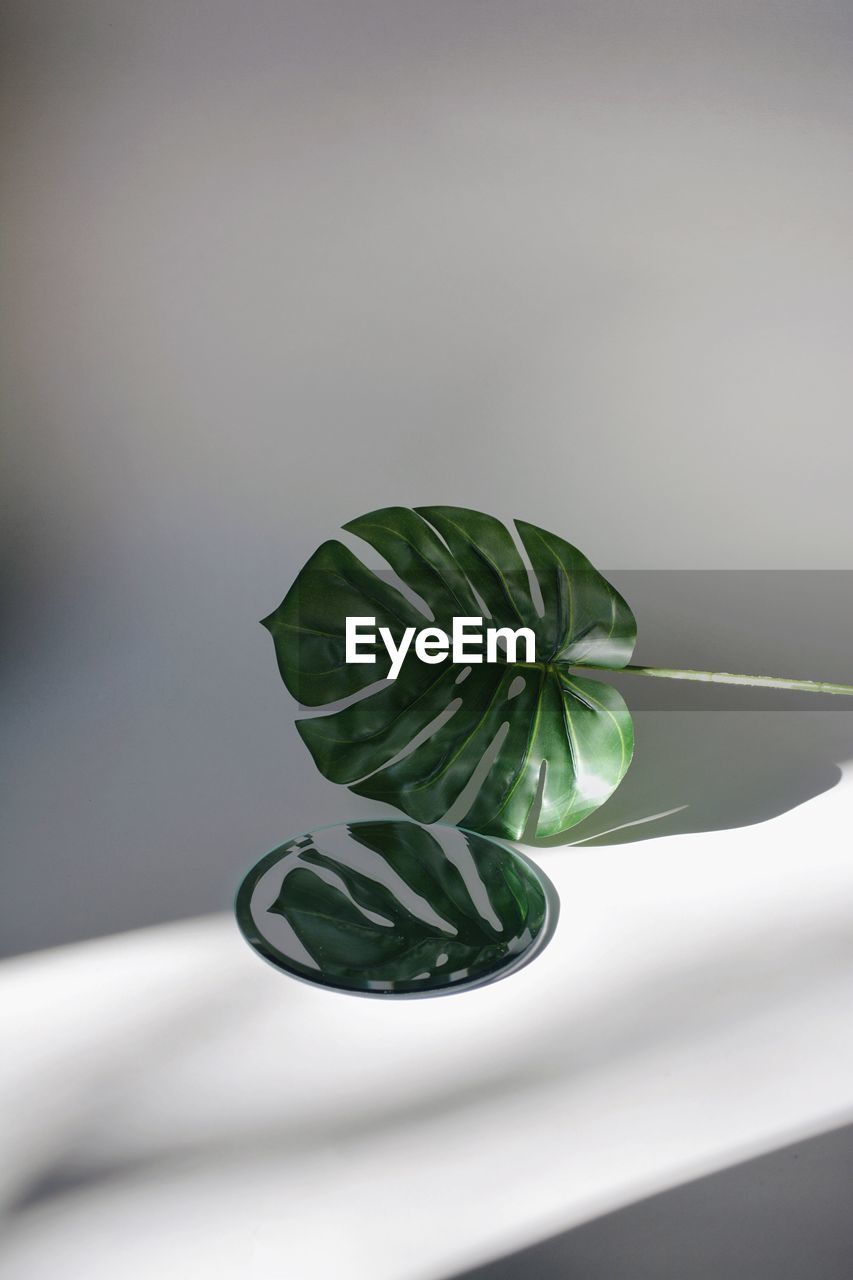 Close-up of plant on table