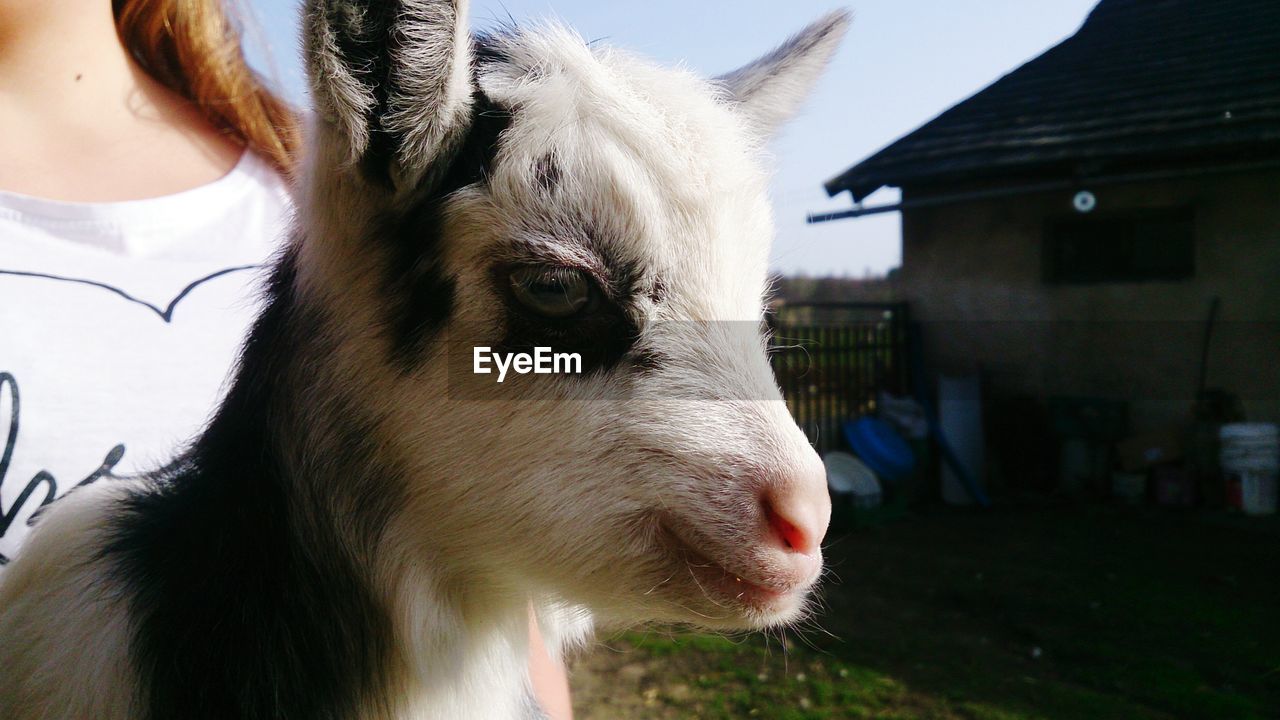 Pet Portraits EyeEm Selects Yeanling Outdoors Younggoat
