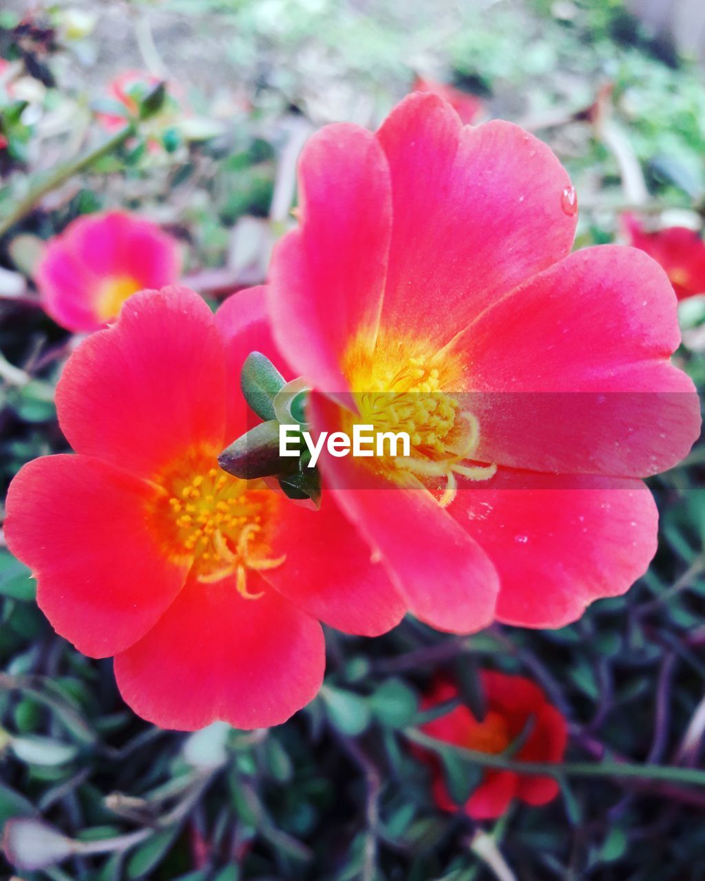 CLOSE-UP OF FLOWER BLOOMING