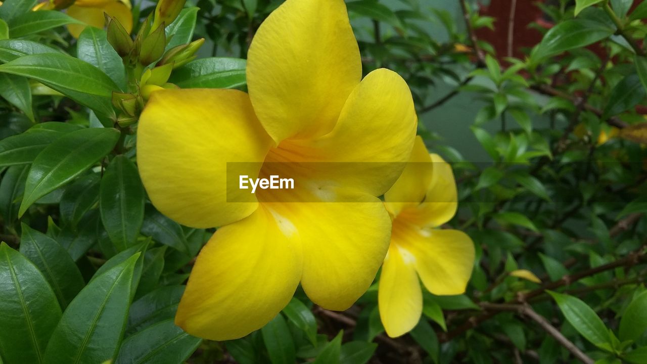 CLOSE-UP OF YELLOW FLOWER