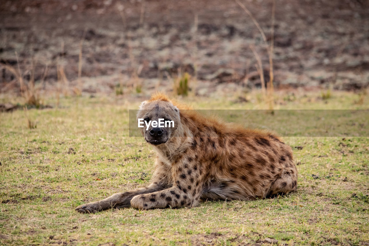 animal, animal themes, mammal, animal wildlife, wildlife, hyena, one animal, cheetah, feline, grass, safari, no people, big cat, nature, cat, tourism, spotted, portrait, carnivora, plant, outdoors, animals hunting, travel destinations, lying down, relaxation