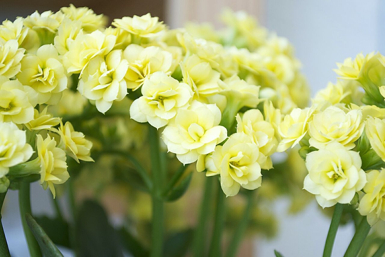 Close-up of fresh yellow flowers blooming in garden