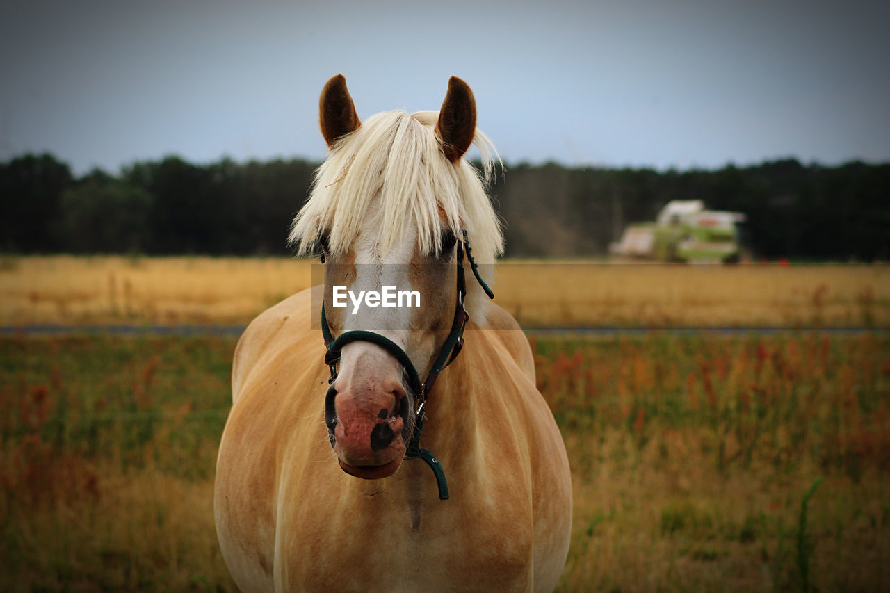 Horse on a field