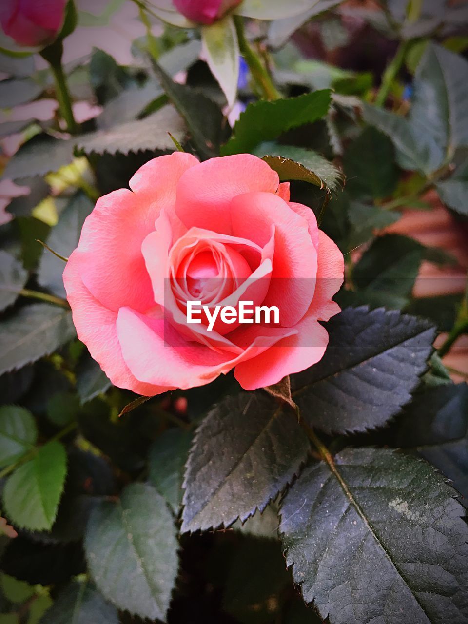 CLOSE-UP OF PINK ROSE