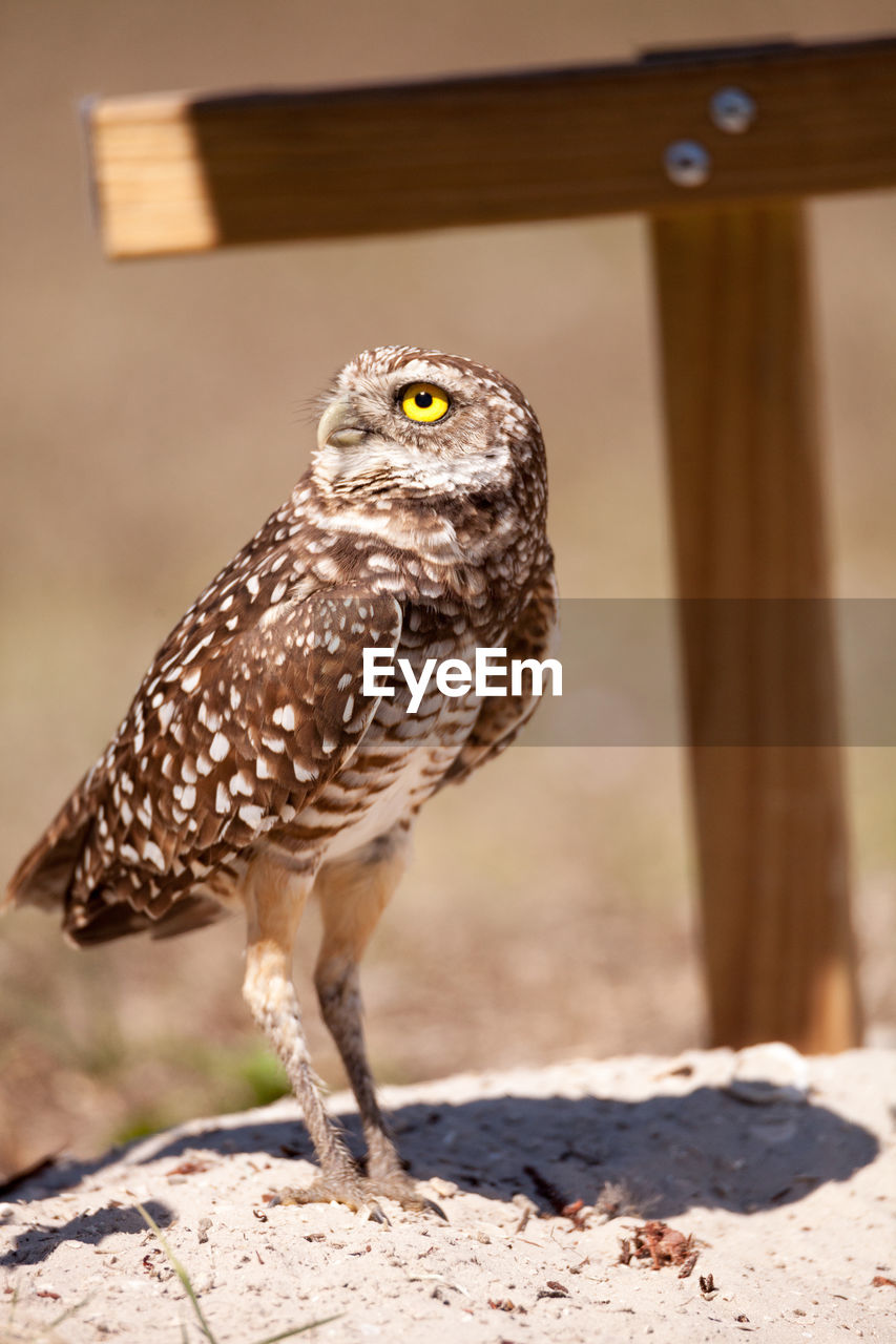 Burrowing owl athene cunicularia perched outside its burrow on marco island, florida