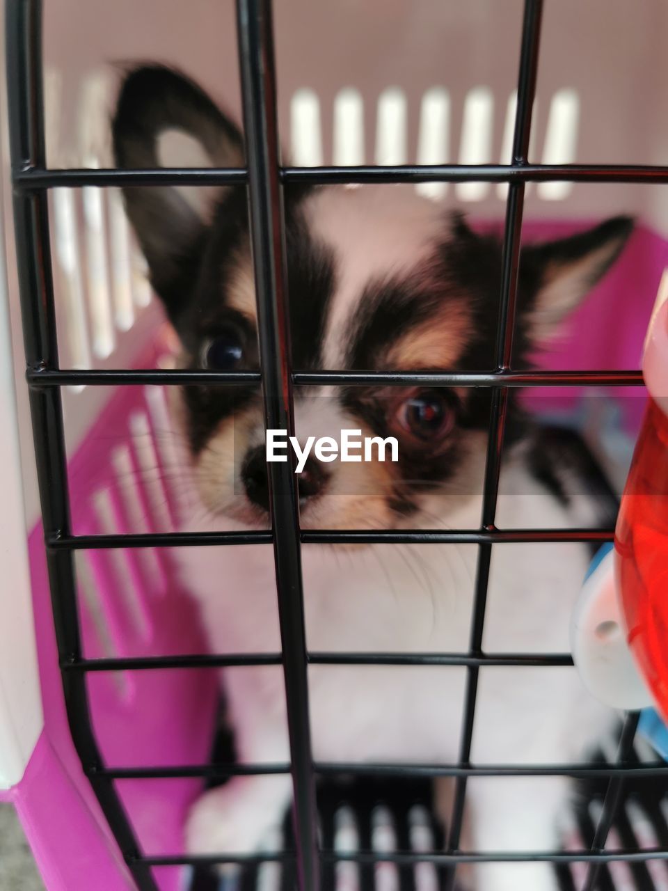 Portrait of dog in cage