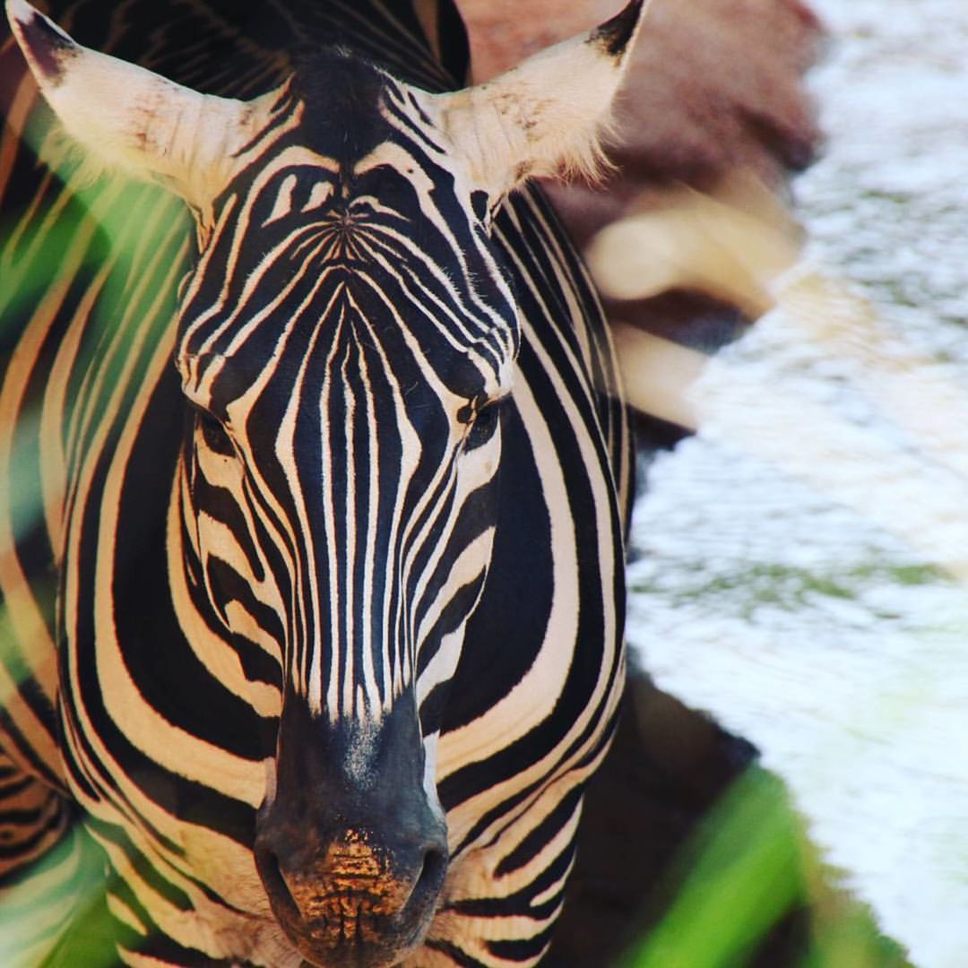 Zebra at lakeshore