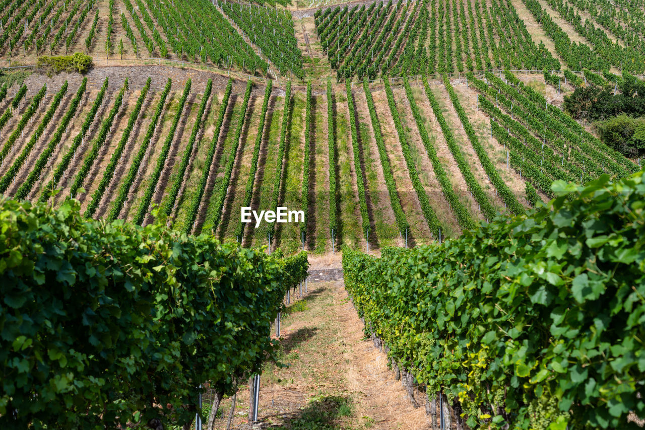 Ripening grapes on a vine plantation on a beautiful hot, sunny, summer day in western germany.