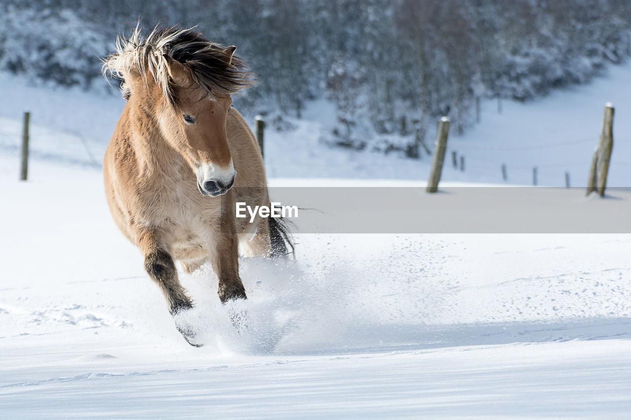 Horse running on snow covered field