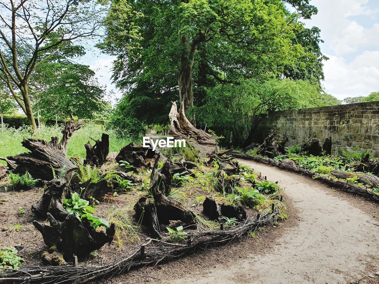 PANORAMIC VIEW OF TREES IN FOREST