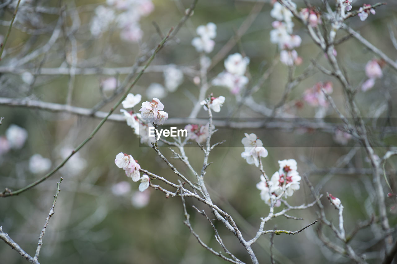 Close-up of white cherry blossom tree