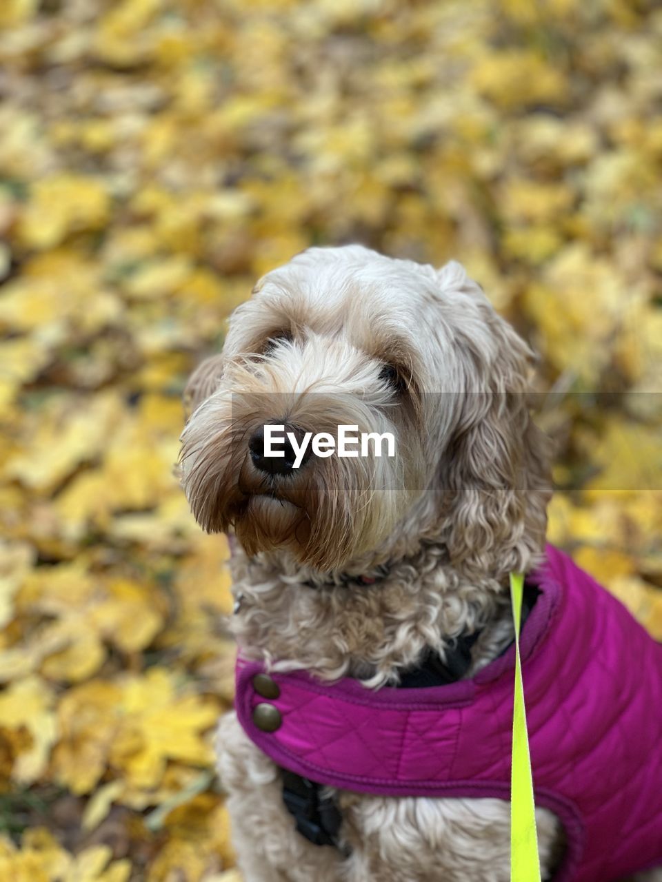 one animal, canine, dog, domestic animals, pet, animal themes, animal, mammal, autumn, collar, portrait, pet collar, animal hair, puppy, cockapoo, focus on foreground, cute, lap dog, day, clothing, nature, looking at camera, leash, animal body part, no people, outdoors