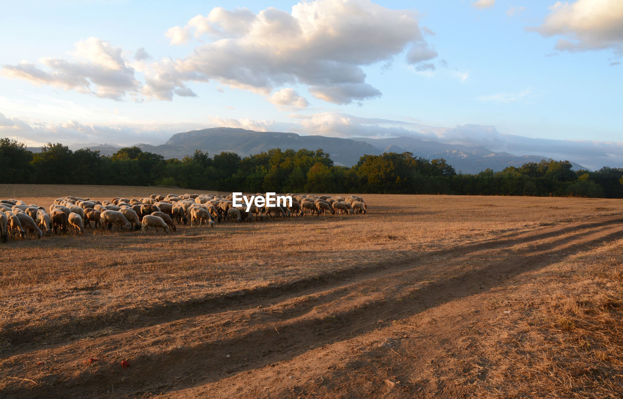 FLOCK OF SHEEP ON FIELD