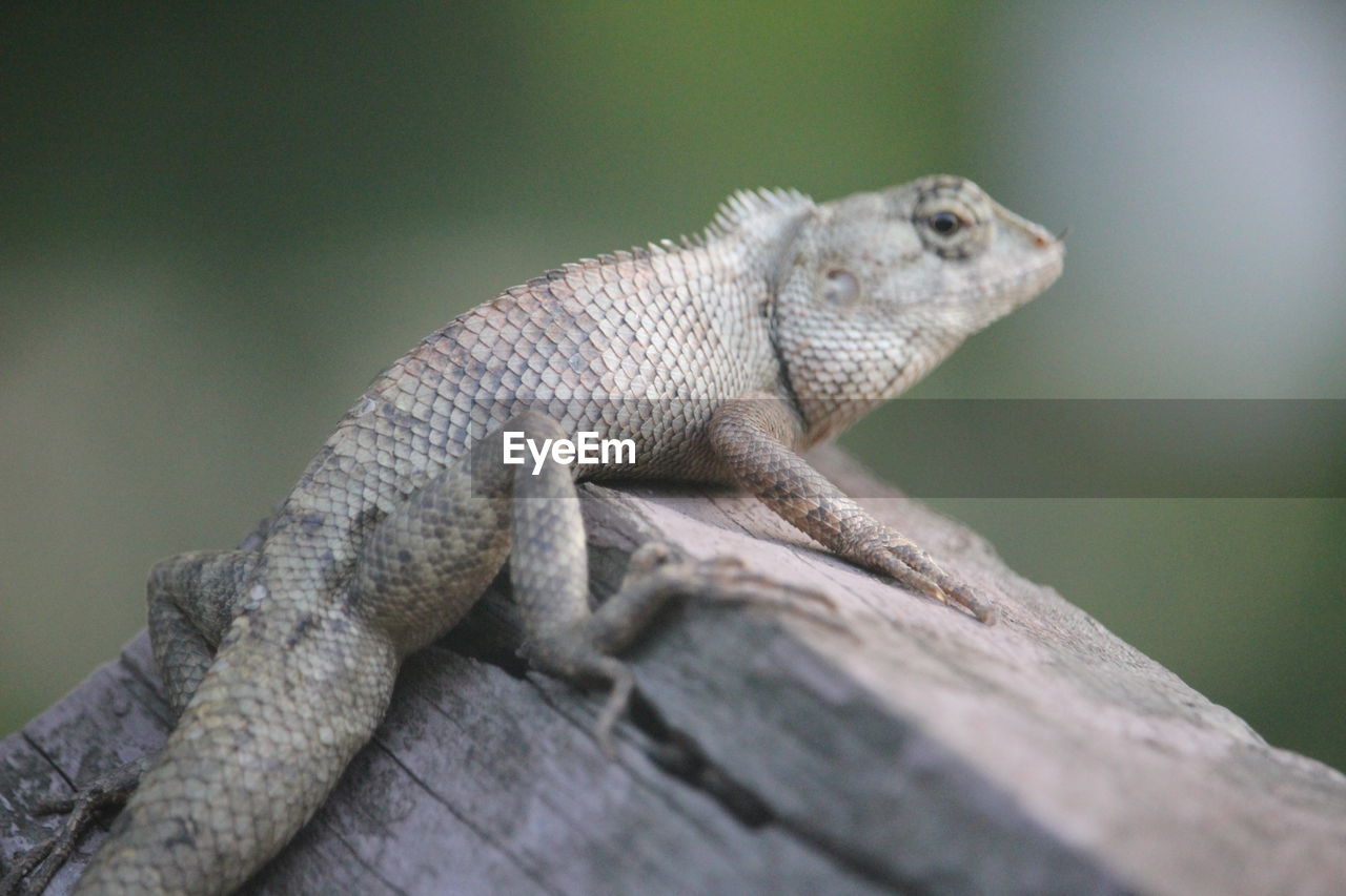 CLOSE-UP OF LIZARD ON TREE