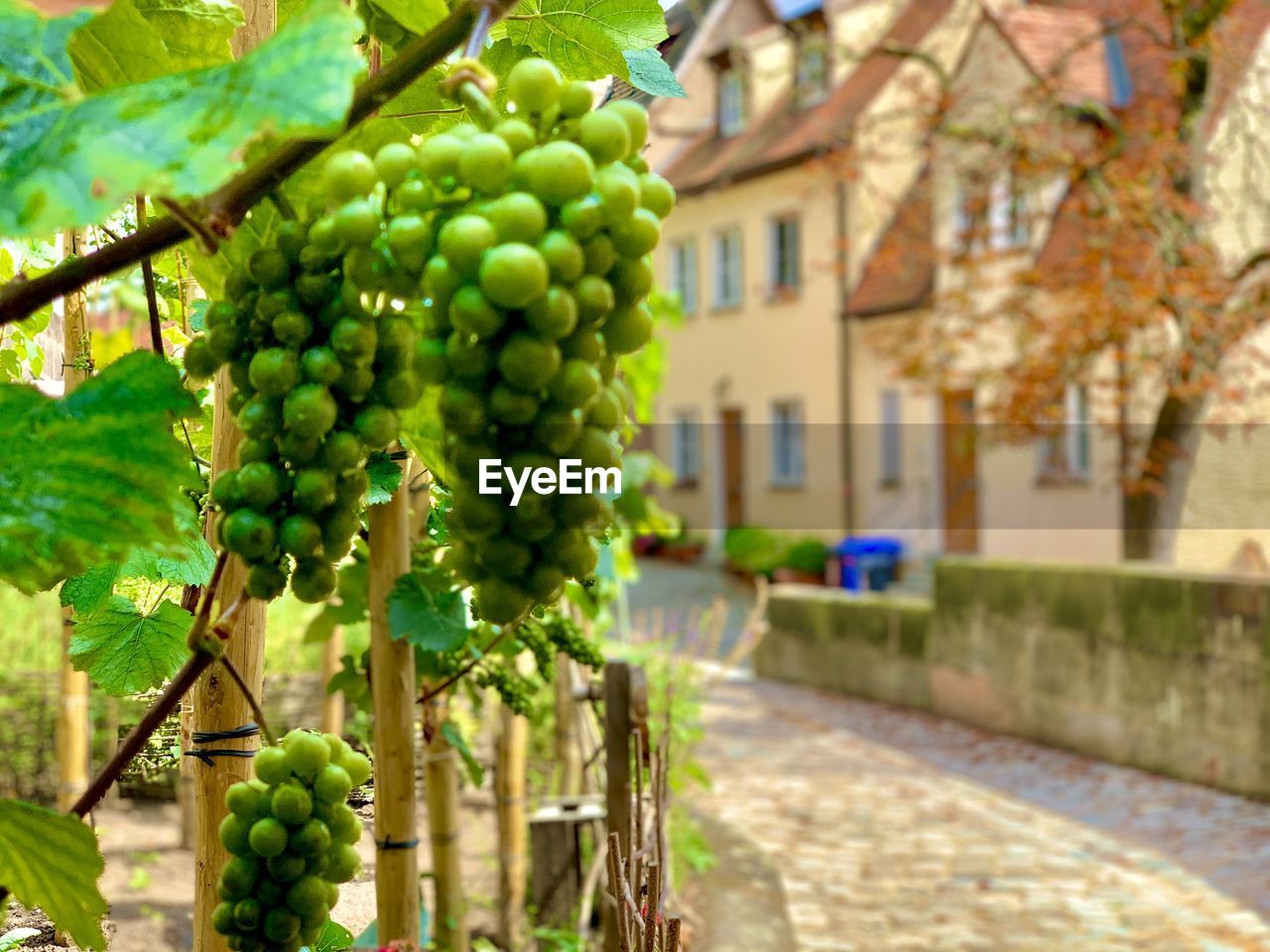 GRAPES GROWING ON TREE BY HOUSE