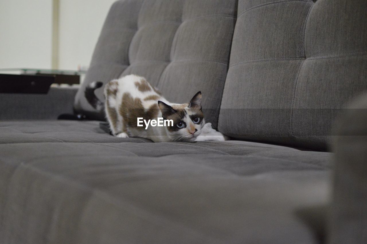 Cat resting on sofa