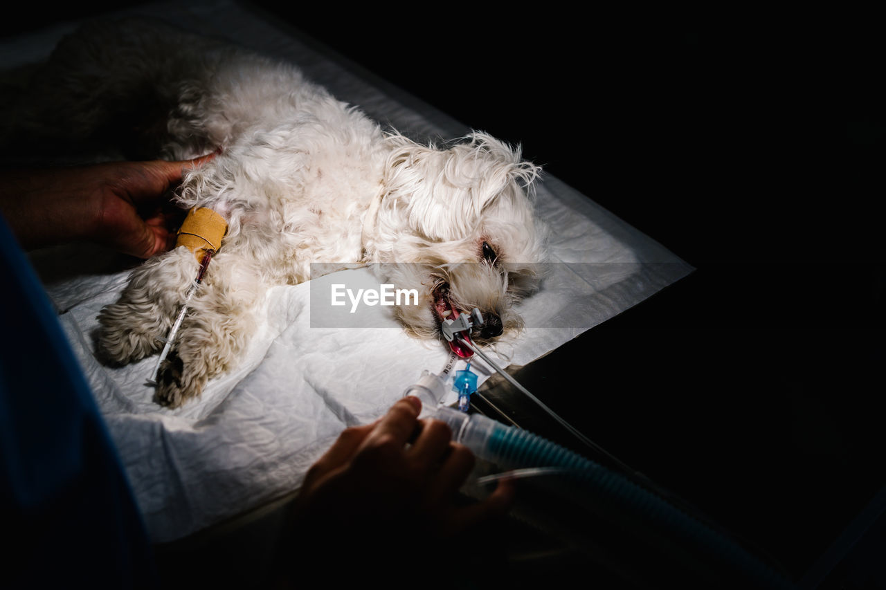 Unrecognizable crop vet doctor operating on dog lying on table with anesthesia equipment in dark operating theater of veterinary clinic on black background