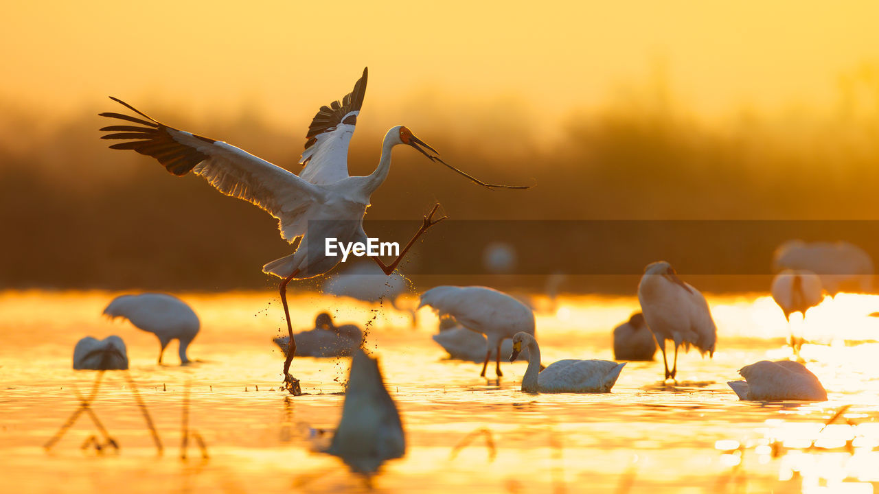 Siberian cranes in lake during sunset