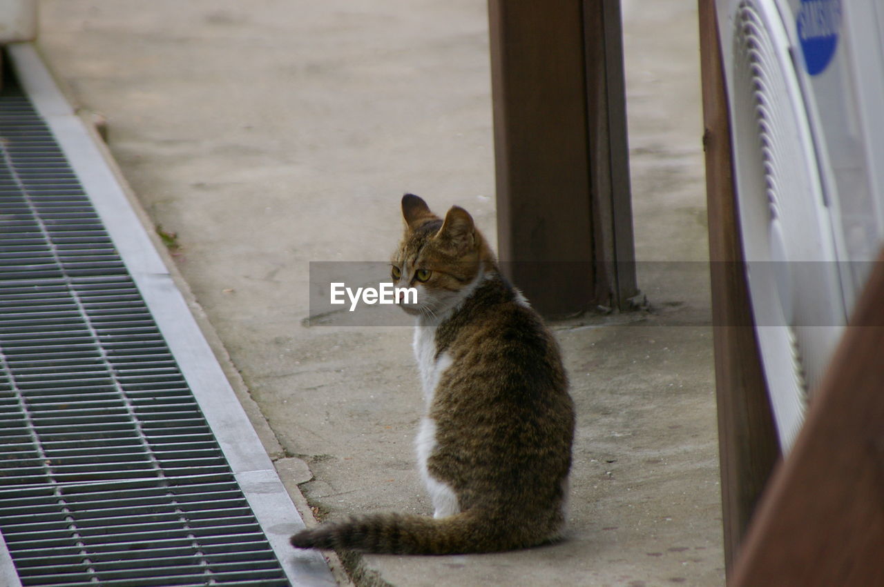 Cat sitting on window sill