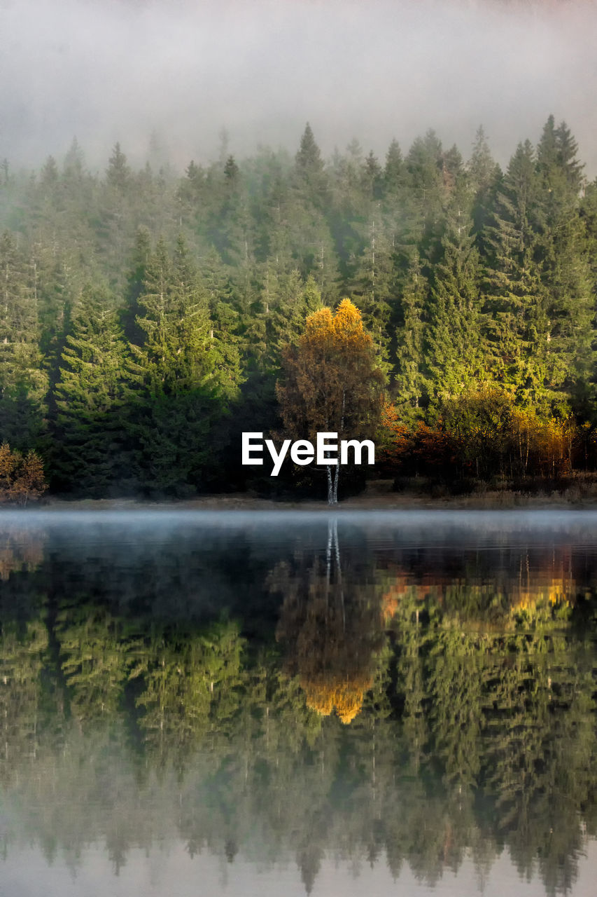 TREES BY LAKE IN FOREST DURING AUTUMN